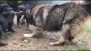 caucasian ovcharka vs rottweiler [upl. by Darom]