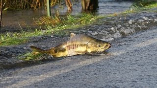 Skokomish River salmon cross the roadPart 1 [upl. by Kaitlin]