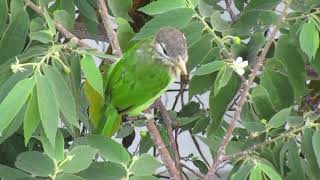 Whitecheeked Barbet [upl. by Rabassa]