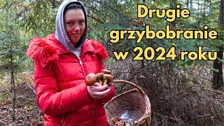 Drugie grzybobranie na Podkarpaciu w 2024 roku [upl. by Eisseb]