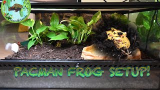 Bioactive PacMan Frog Setup [upl. by Esiralc375]