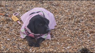 Fishing Eastney Beach with Lola [upl. by Audette]