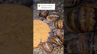 Garden Snails Eating A Digestive Buiscit With Doom Music [upl. by Norahc2]