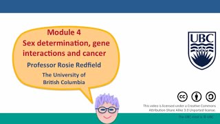 4C  Balancing X chromosome gene dosage [upl. by Sauer]