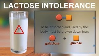 Lactose intolerance IQOGCSIC [upl. by Snider]