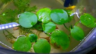 Insane growth of Amazon frogbit [upl. by Suzi589]