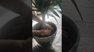 Yucca Repotting [upl. by Talich]