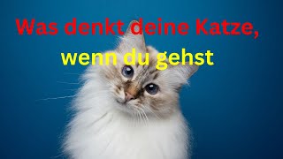 Was denkt deine Katze wenn du gehst Die Antwort wird dich schockieren 🐾🙀 [upl. by Kacerek]