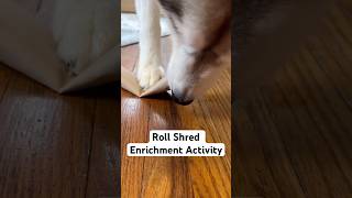 Easy Canine Enrichment Activity  Roll Shred [upl. by Brendis491]