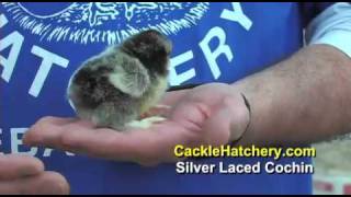 Silver Laced Cochin Chicken Breed [upl. by Ees504]