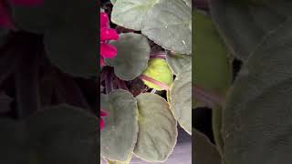 African Violet Plant exploring gardening floweringplant beautiful  Litha’s passion world [upl. by Libnah255]