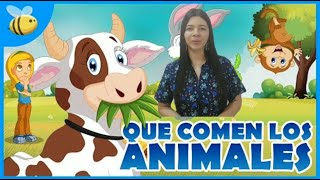 ¿Qué comen los animales Animales herbívoros carnívoros y omnívoros C Naturales 20 mayo [upl. by Ellynad]