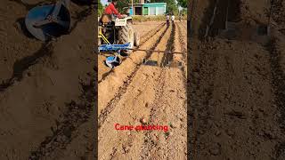 Cane planting farminglifeinanotherworld sugarcane shortvideo [upl. by Clarice]