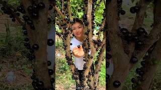 Jaboticaba Fruit Fram amp Cutting so Fresh  Have You tried Jaboticaba fruit shorts youtubeshorts [upl. by Alika520]