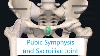 Joints of the Lower Limb  Pubic Symphysis and Sacroiliac Joint  anatomy amp function [upl. by Ellecrag796]