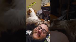 Australian Shepherd Separation Anxiety dogs funny comedy pets funnyanimals [upl. by Haimehen125]