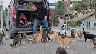 You may encounter hundreds of stray cats as soon as you get out of your car at any point in Istanbul [upl. by Assela]