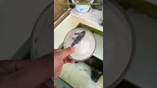 This fish never dies facts experiment science scienceexperiments physics shorts bengali [upl. by Kattie]