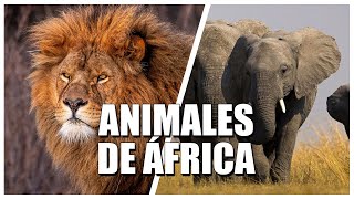 LOS ANIMALES DE ÁFRICA Y SUS SECRETOS  DOCUMENTAL DE ANIMALES  SUPRICECOURIOSITY [upl. by Nikolos606]