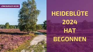 Start der Heideblüte 2024 in der Lüneburger Heide [upl. by Curhan]