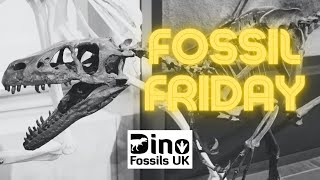 Fossil Friday Ep 4 Dromaeosaurus albertensis Teeth and how to identify them [upl. by Chaudoin20]