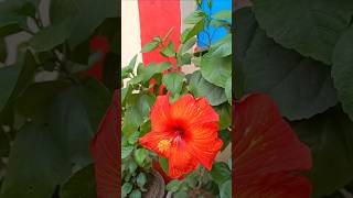 Blossoming Love❤️flowergardenflowershibiscusflowersflowervideosbeautifulflowersbeautyofnature [upl. by Dynah]