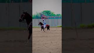 Rider Hassan khan jiskani New horse 🐎 neza bazi ke teyari subscribe horse veralvedio for horse [upl. by Azial224]