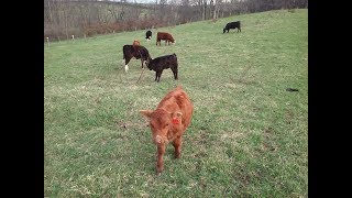 Starting My Own Cattle Herd Grass Fed Beef [upl. by Orgell]