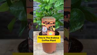 The Arabica Coffee Plant Is Quite Remarkable shorts coffeebeans coffee [upl. by Tnomyar]