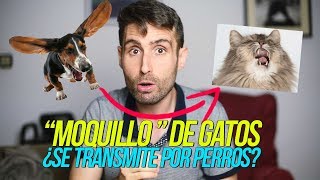 ¿Puede sufrir mi gato el moquillo canino [upl. by Faxen902]