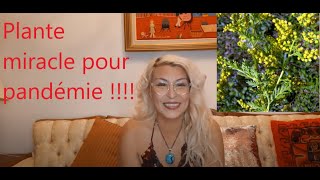 Plante MIRACLE pour infections parasites malaria C O V I D et bien plus [upl. by Opportina]