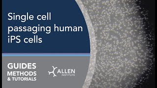 Allen Cell Methods Single cell passaging human iPS cells [upl. by Sussman]