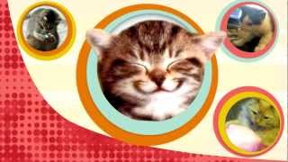 Why Cats Cant Taste Sweets  Bytesize Science [upl. by Ramirolg]