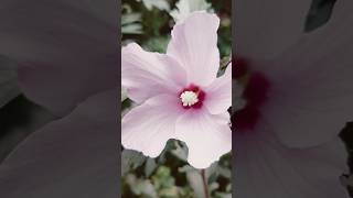 Hibiscus purpleflowerfloweringfloweringplant [upl. by Trueman]