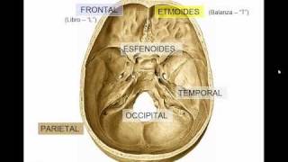 GENERALIDADES DE CRANEO [upl. by Skurnik]