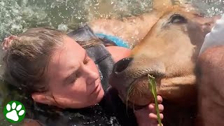 Friends work together to rescue exhausted cow in deep lake [upl. by Leber]