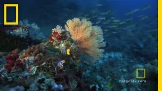 Great Barrier Reef  Exploring Oceans [upl. by Adolphe]