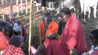 Maasai Traditional Rainmaking Ceremony [upl. by Lynus]