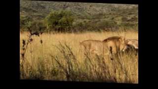 Lions Battle  Lions Protecting Mother [upl. by Ahtiekahs]