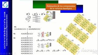 MGPVideo 10 Estimación de varianzas fenotípica genotípica y ambiental [upl. by Nigrom]