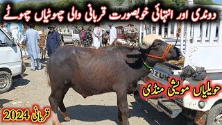 Low Prices 2 Teeth Male Female Buffaloes For Qurbani 2024  Havelian Mandi By My Life Channel [upl. by Cooperstein]