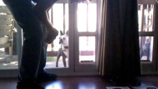 Oreo the Boston Terrier Learns to Use Doggie Door [upl. by Leahkim]