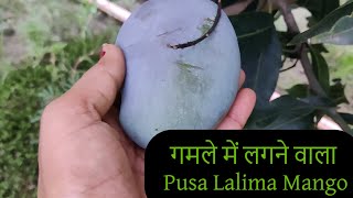 Pusa Lalima Mango  Worlds Best mango variety  गमले में लगने वाला special mango variety  Mango [upl. by Nataline948]