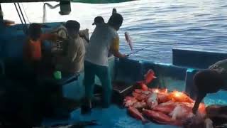 Red Snapper Fishing  Bottom Longline Fisherman from Probolinggo Indonesia [upl. by Attenreb]