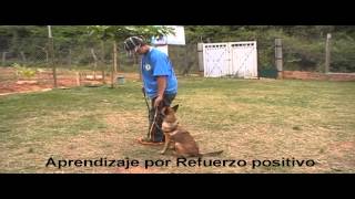 Adiestramiento de perros Iniciacion a la obediencia deportiva RCI [upl. by Iadrahc]