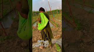 youtubeshorts agriculture farming shorts viralshorts shortsfeed [upl. by Mmada532]