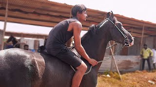 Mass  ah ஒரு entry கொடுத்த கருப்பு குதிரைங்க Ride  NEW HORSE  The Big horse  Horse video [upl. by Apollo200]