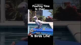 Why Do You Keep On Lifting The Floatation Device  A Birds Life  Aquaphobic Bird Pt 6 shorts [upl. by Sheelah]