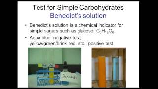 Identifying Macromolecules in Food Lab [upl. by Akissej]