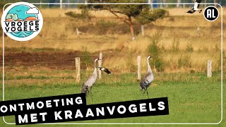 Ontmoeting met kraanvogels  Zelf Geschoten  Vroege Vogels [upl. by Fidellia936]